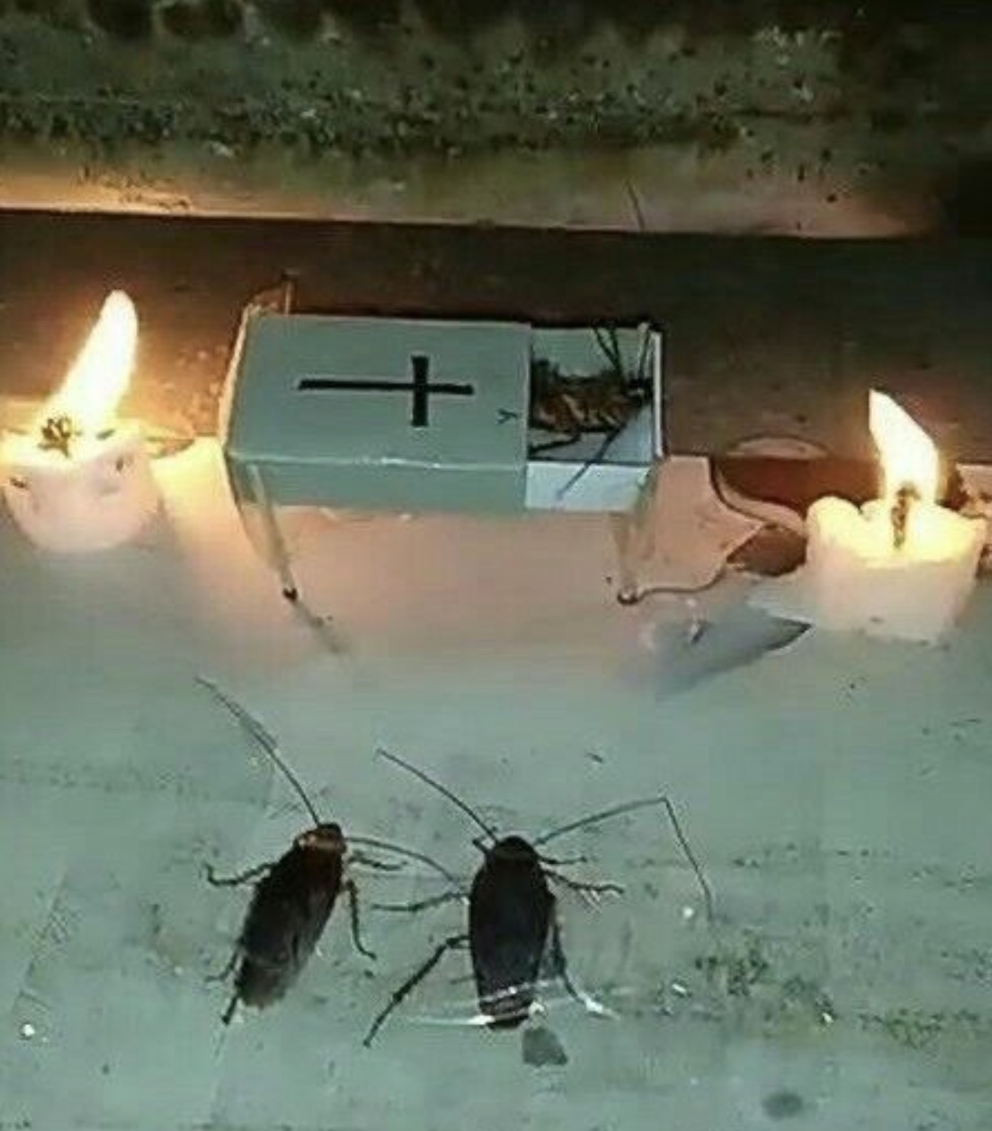 cockroach funeral meme - t